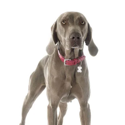 Weimaraner