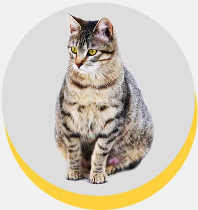 American Shorthair
