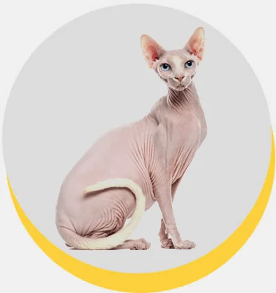 Sphynx
