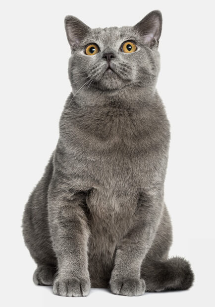 British Shorthair: saiba tudo sobre essa raça de gato