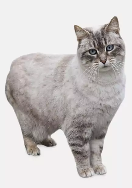 Gato de pelo<br> curto europeu guia raças